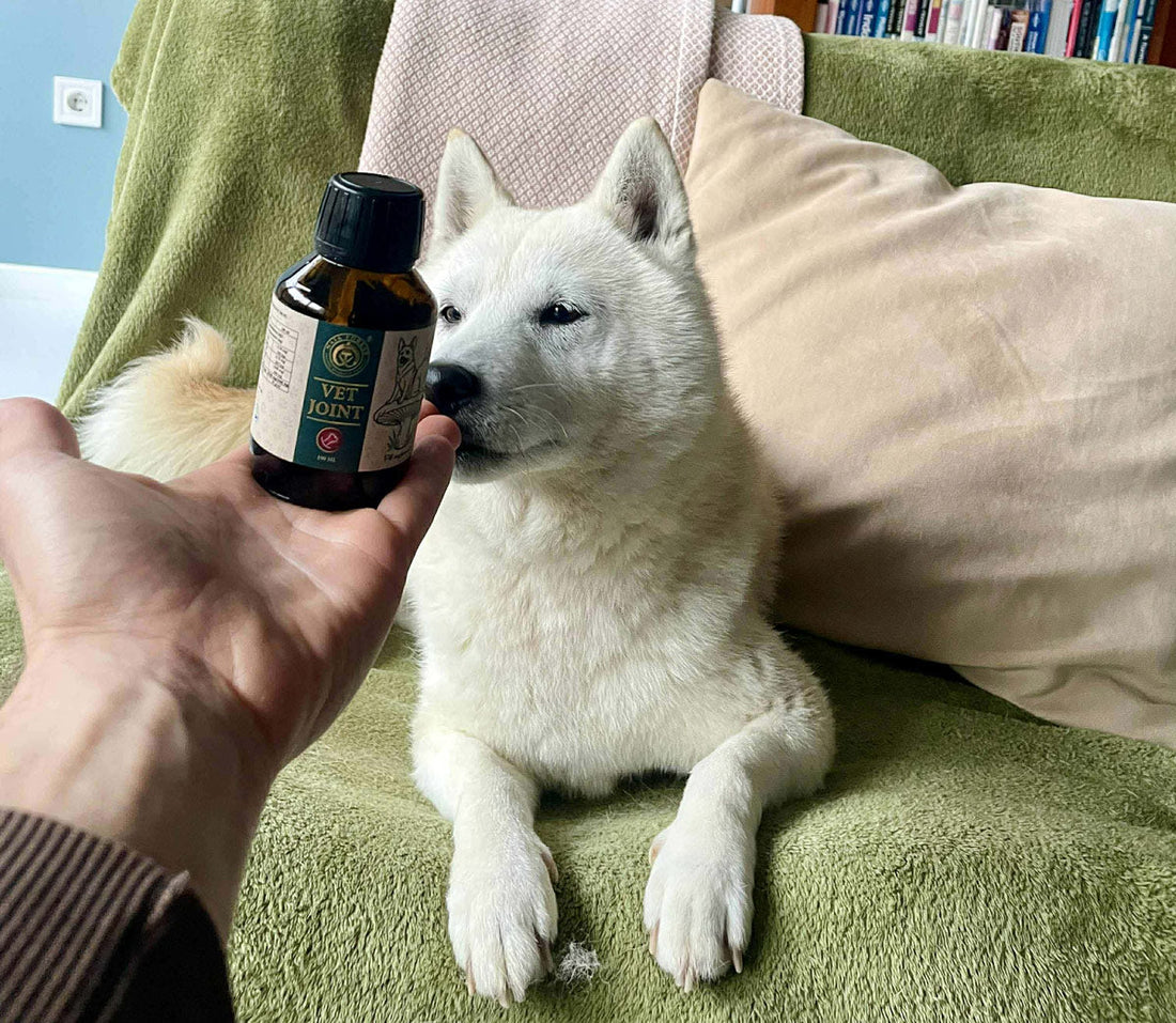 Malu – allergiás Shiba Inu esetében célzott, természetes támogatás