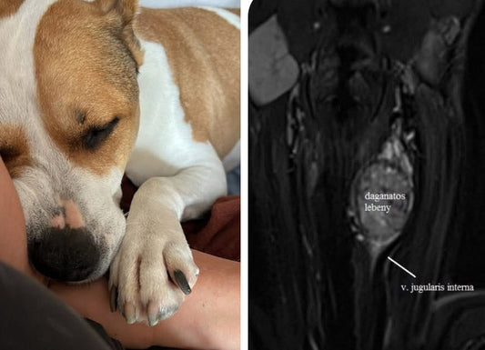 Naja Forest Onco Vet a gyakorlatban